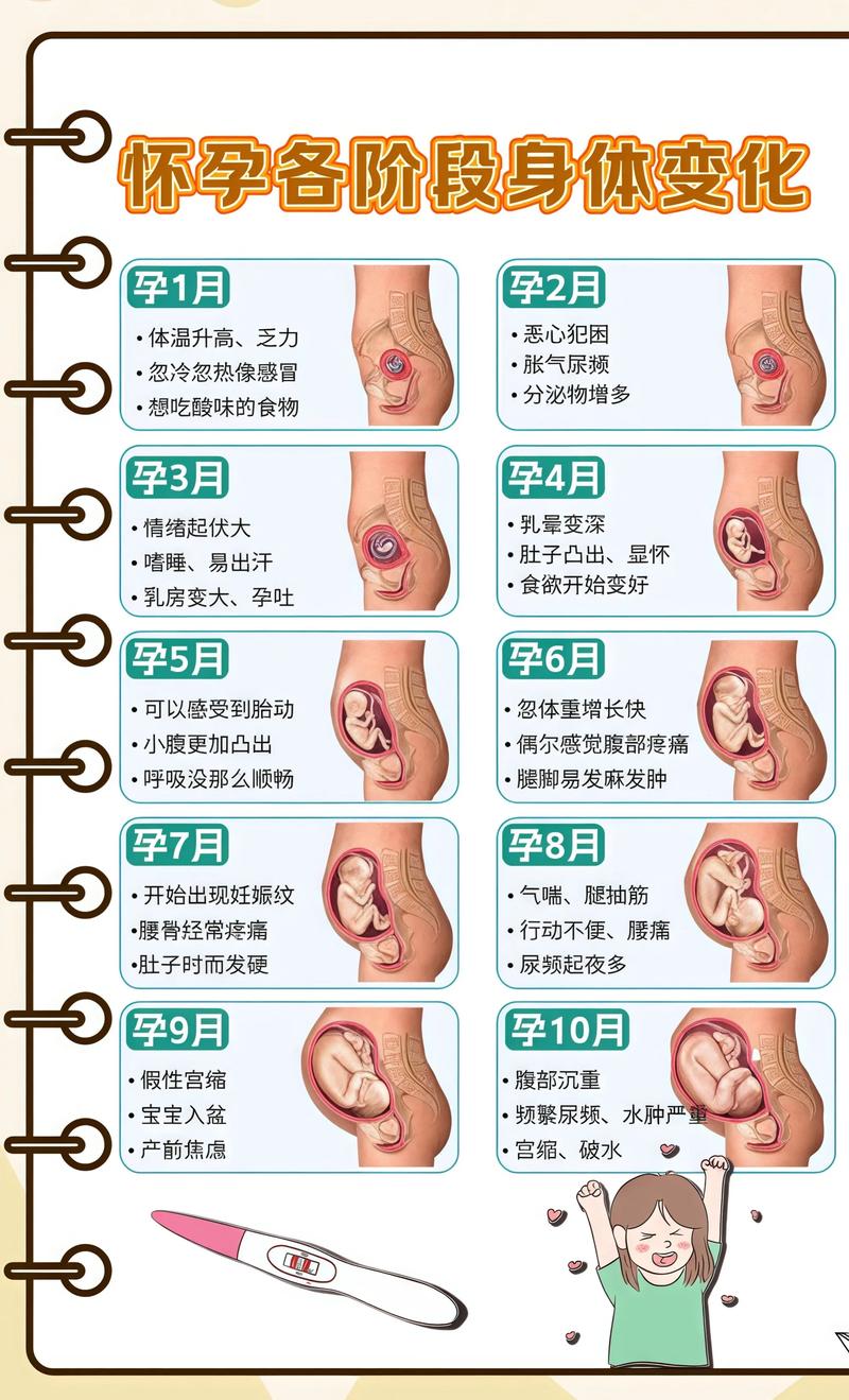 揭秘供卵代孕妈妈怀孕小腹分两节，孕期变化的奥秘西藏代生机构: